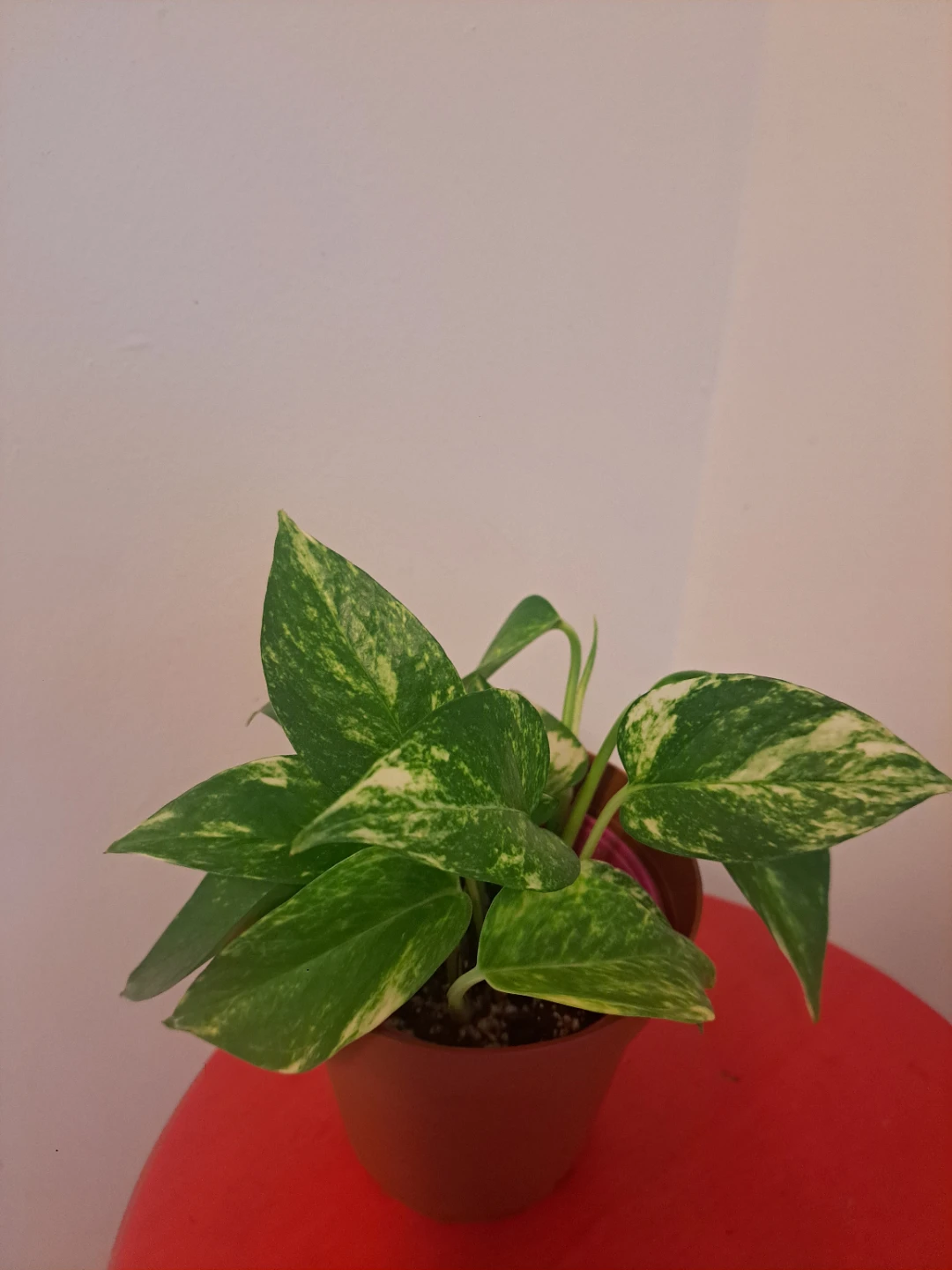 Golden Pothos Plant - photo 2