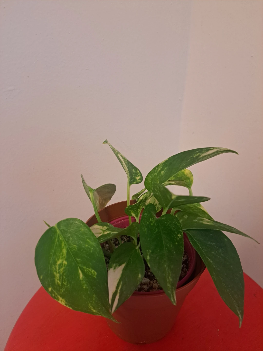 Golden Pothos Plant - photo 3