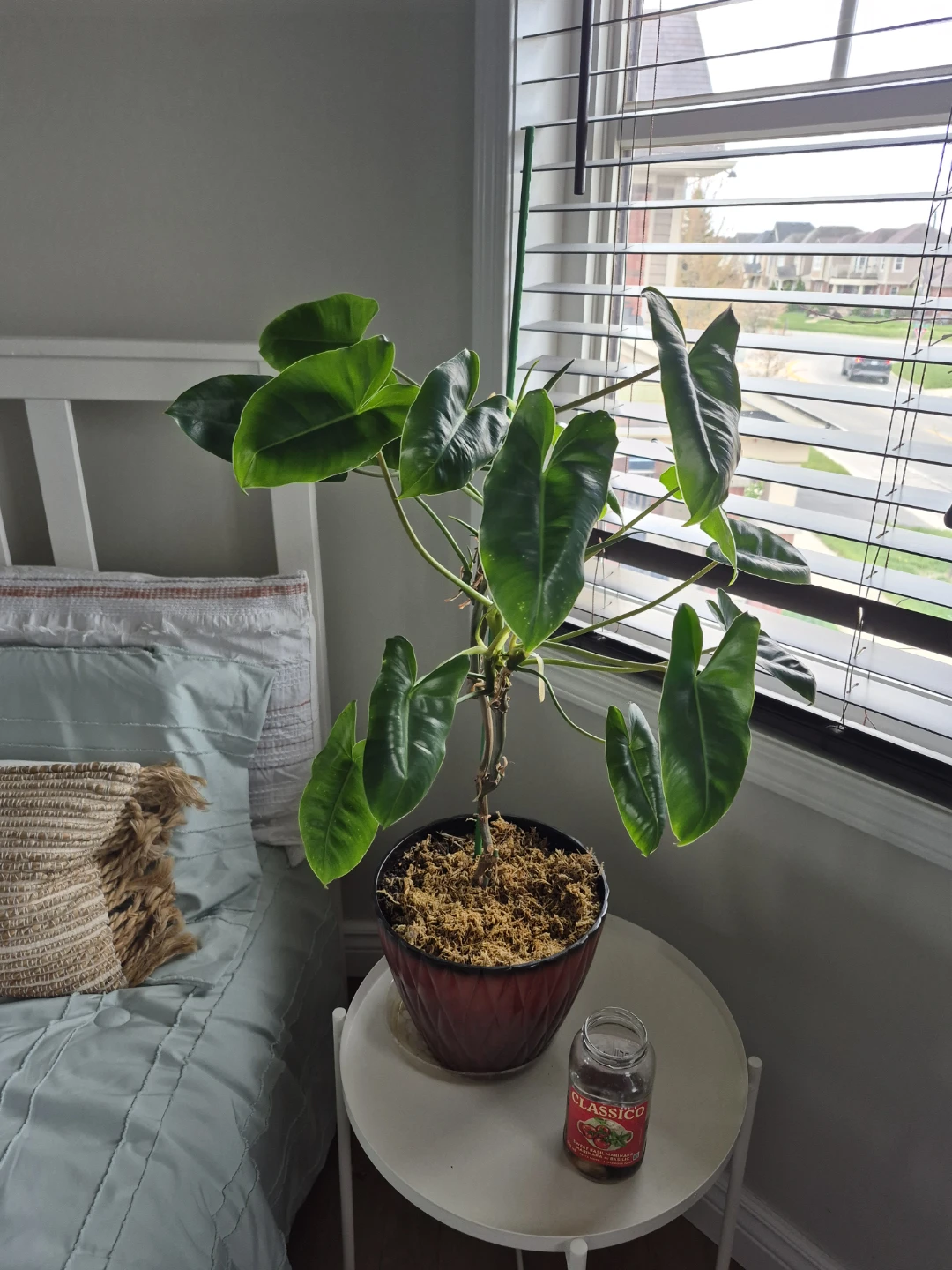 Philodendron Burlemax Plant in Pot