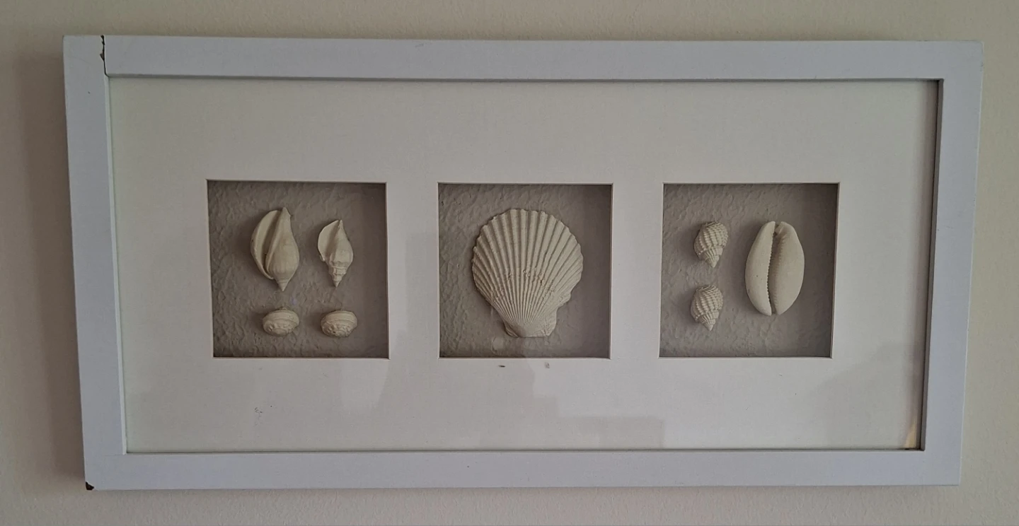 Framed Seashell Art