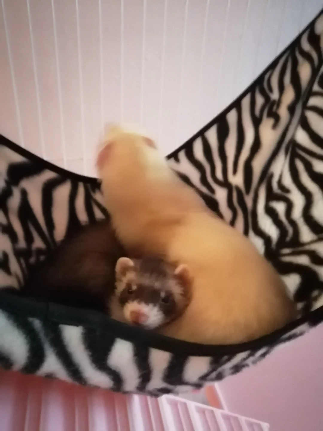 2 Ferrets, Cage and Accessories
