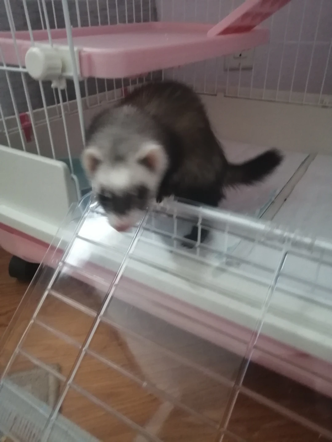 2 Ferrets, Cage and Accessories - photo 3