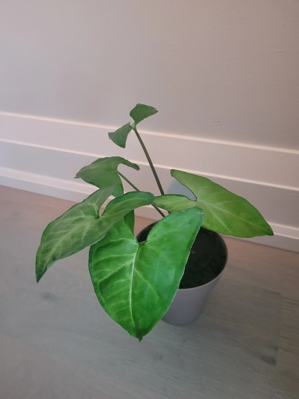 ArrowHead Plant