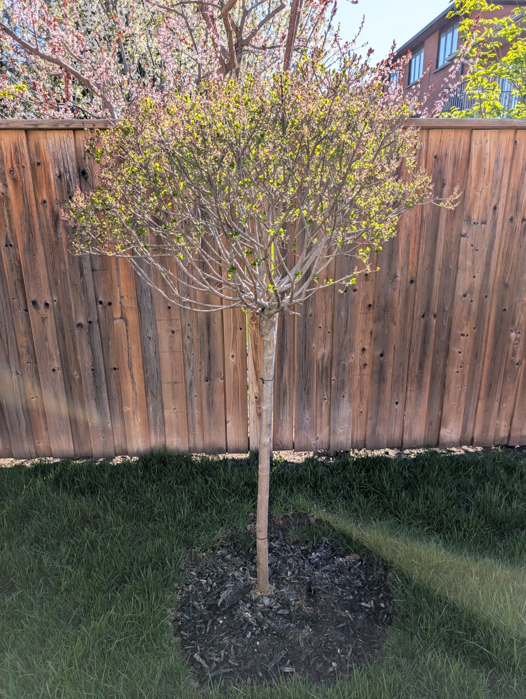 Dwarf Korean Lilac Tree