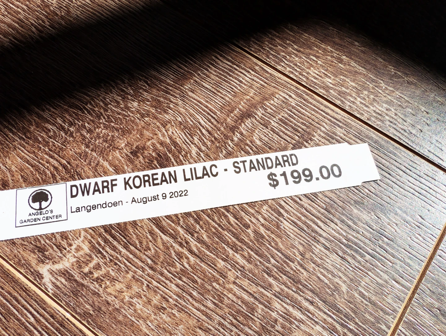 Dwarf Korean Lilac Tree - photo 2