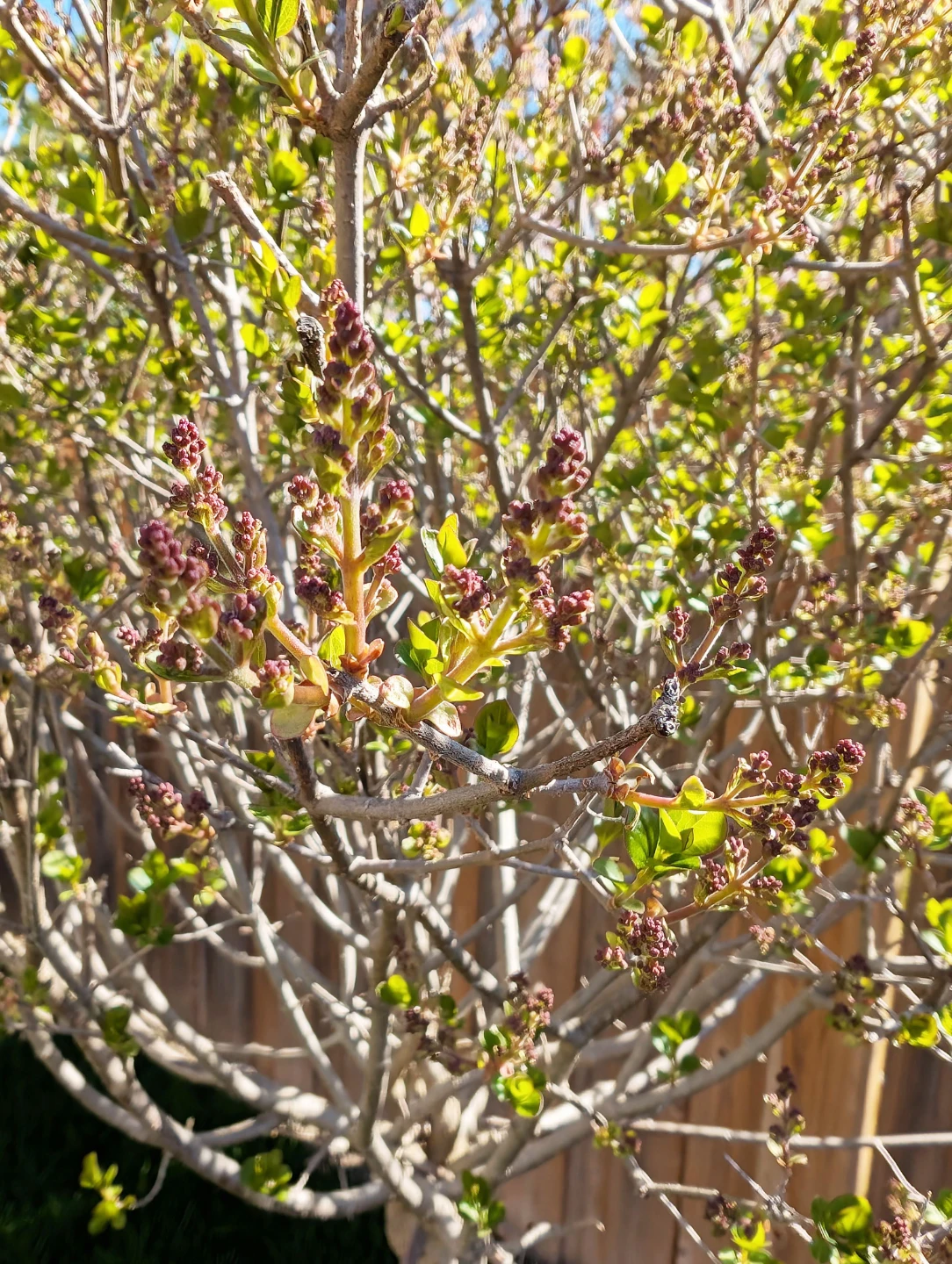 Dwarf Korean Lilac Tree - photo 3