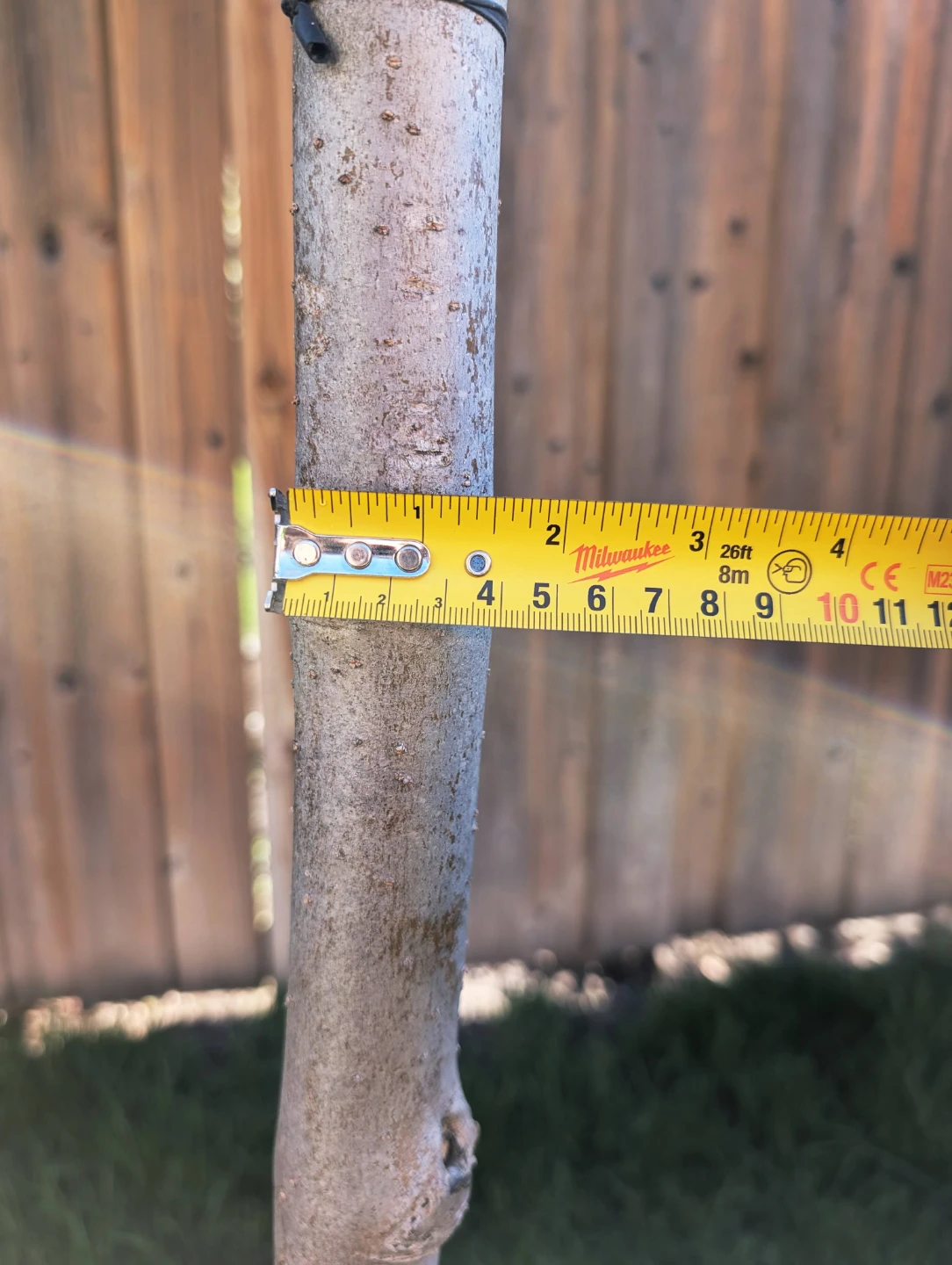 Dwarf Korean Lilac Tree - photo 4