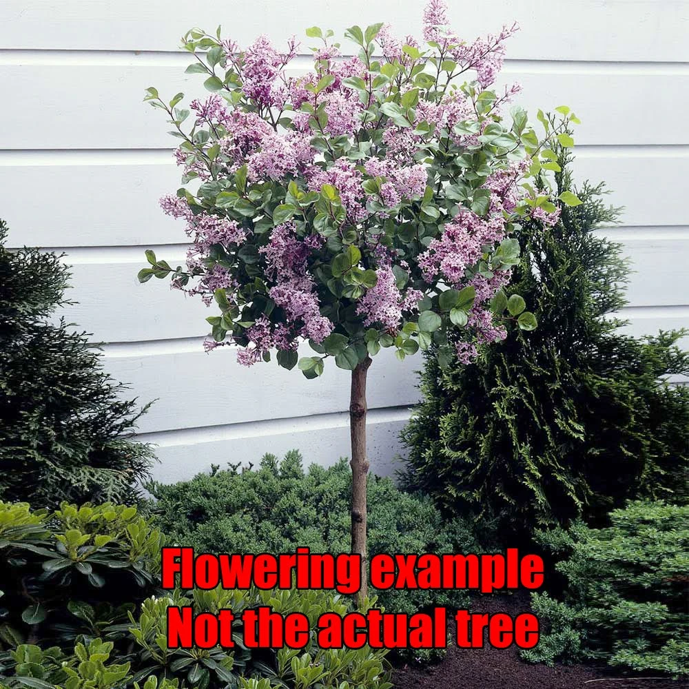 Dwarf Korean Lilac Tree - photo 5