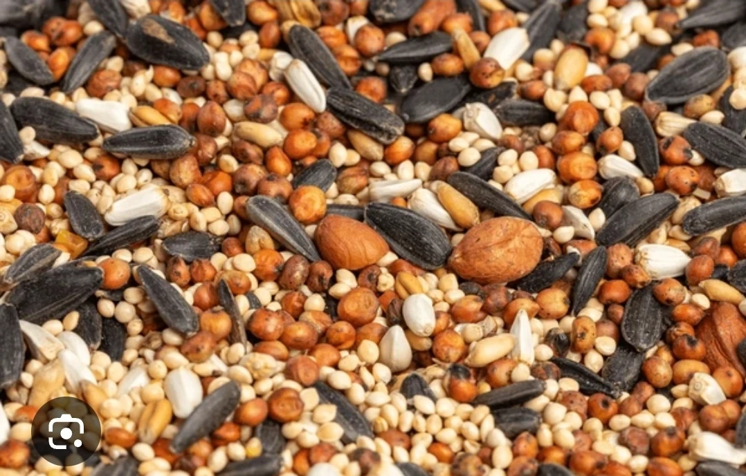 Free bird seed