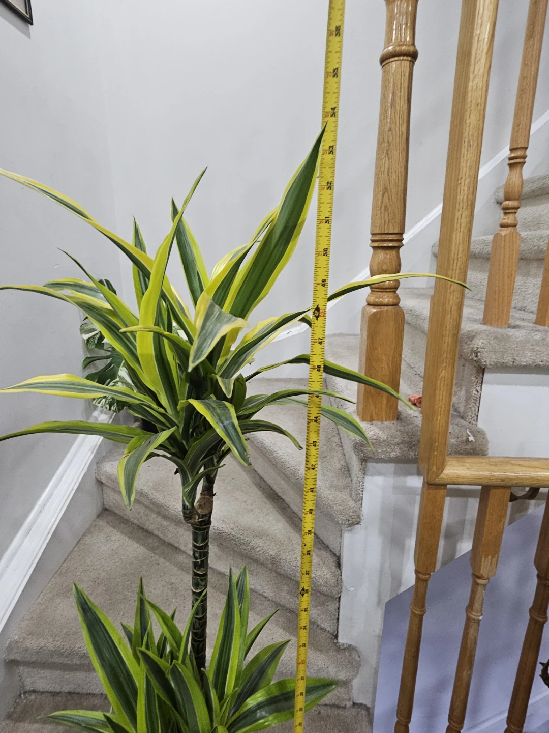 Dracaena 'Janet Craig' Compacta Plant