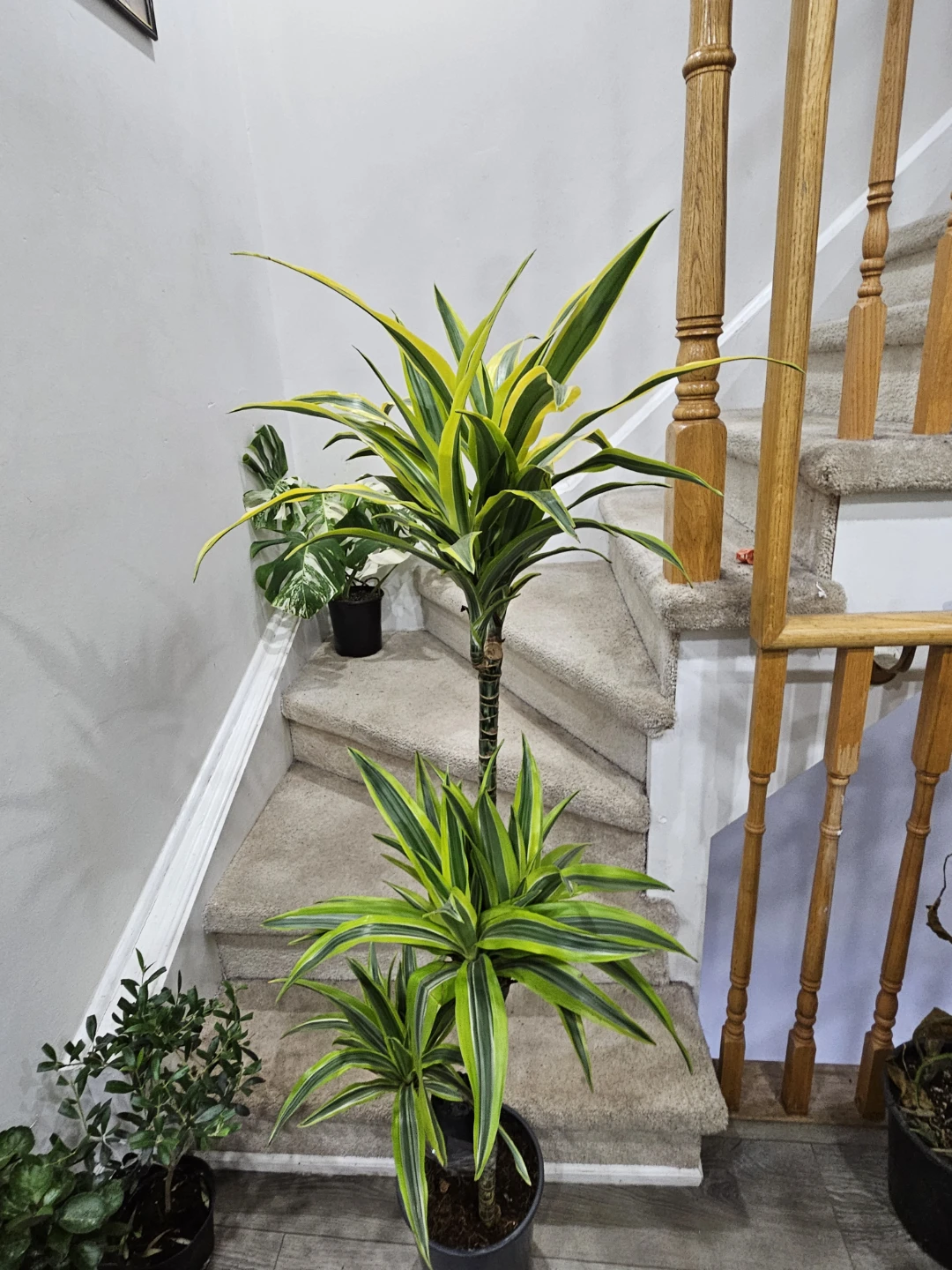 Dracaena 'Janet Craig' Compacta Plant - photo 2