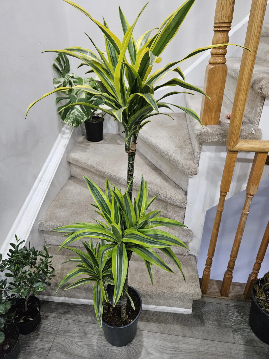 Dracaena 'Janet Craig' Compacta Plant - photo 3