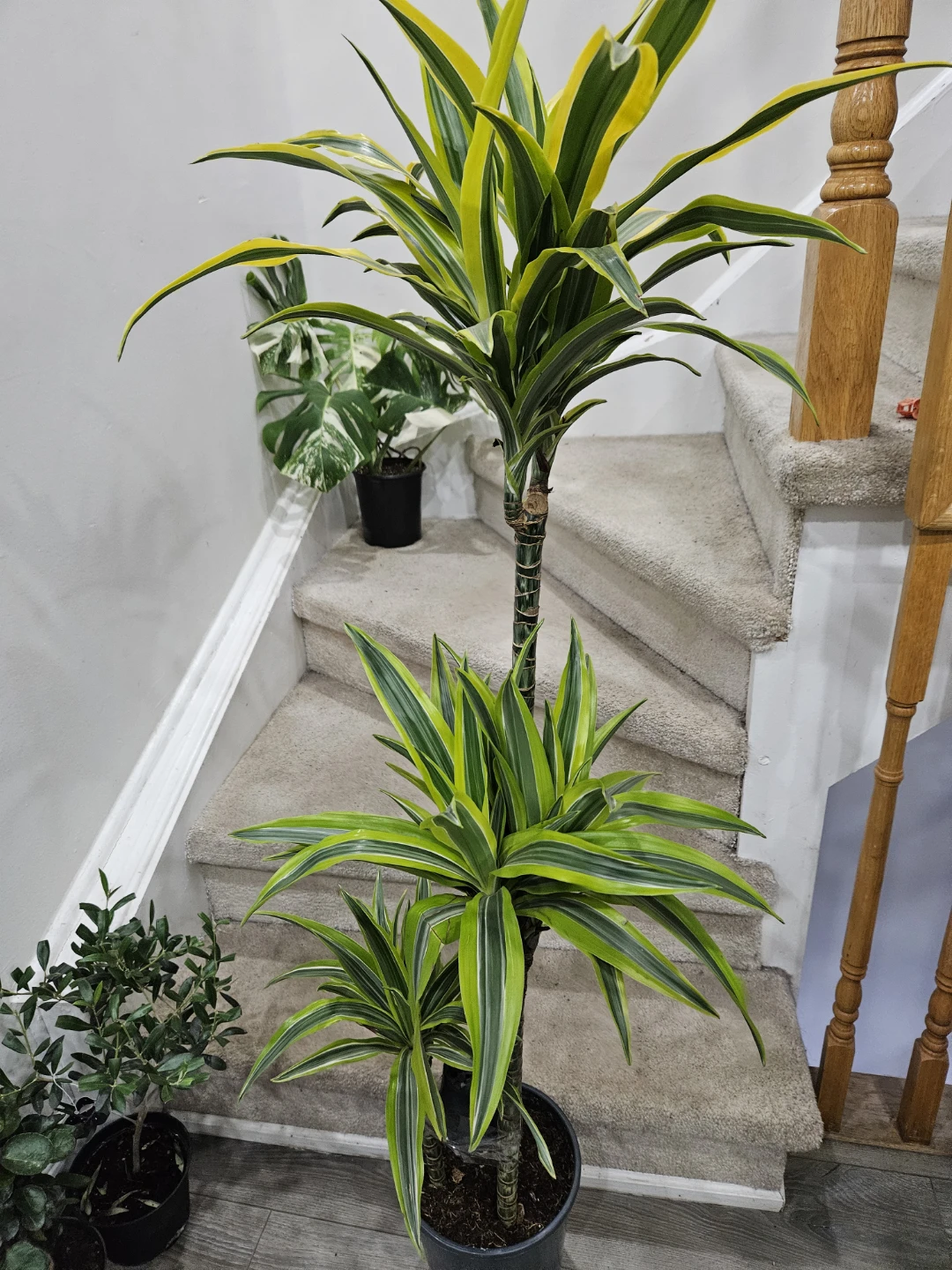 Dracaena 'Janet Craig' Compacta Plant - photo 4