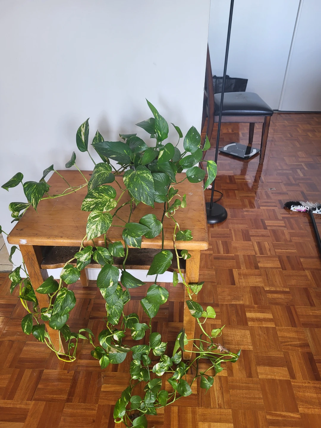 Pothos Plant