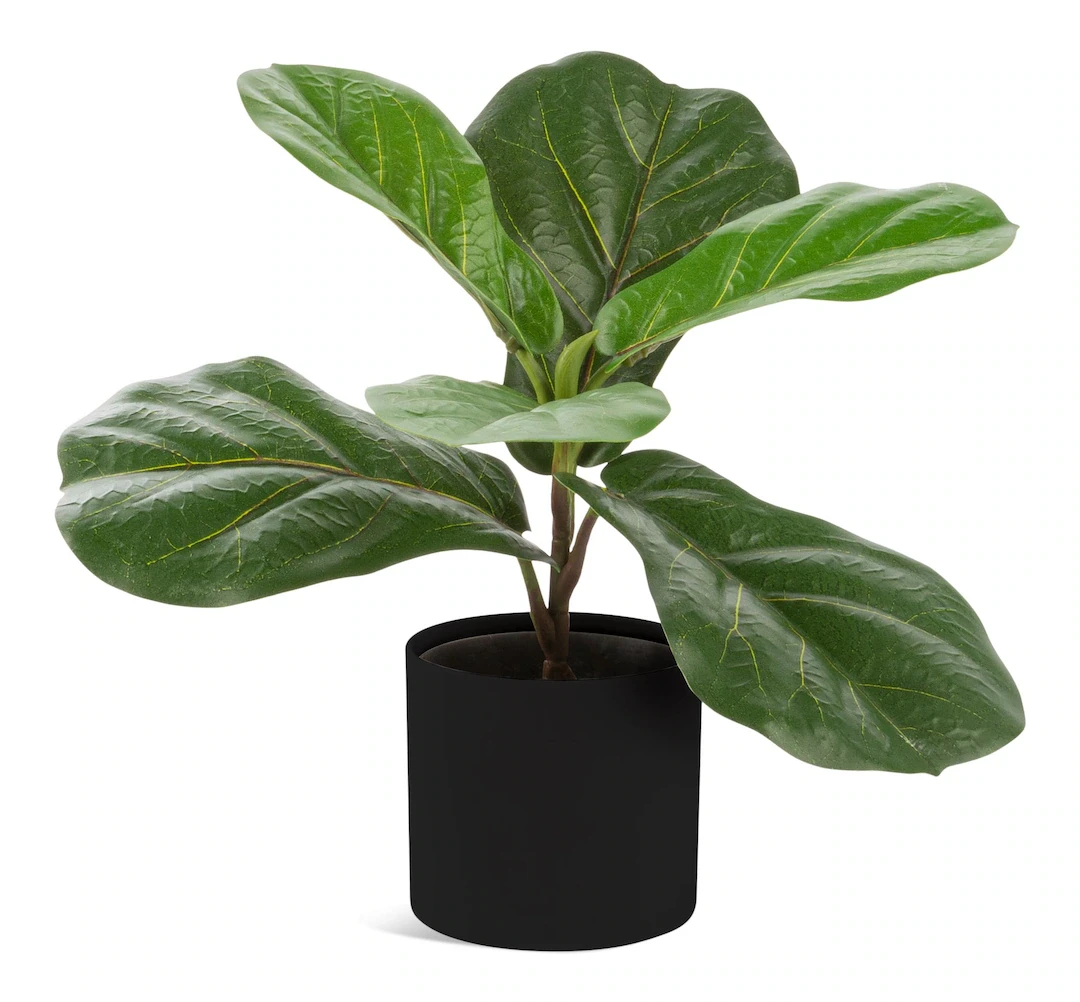 Naturae Décor 12" Artificial Fiddle Leaf Plant in Black Pot