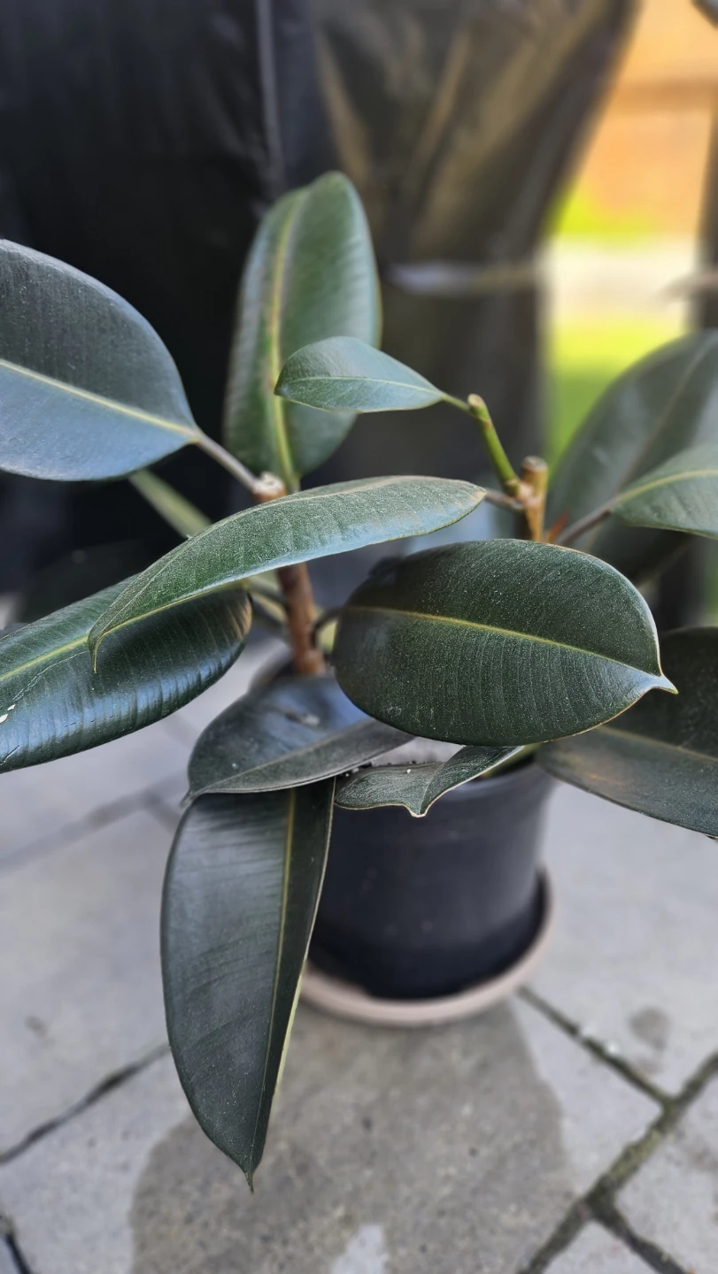 Rubber Plant