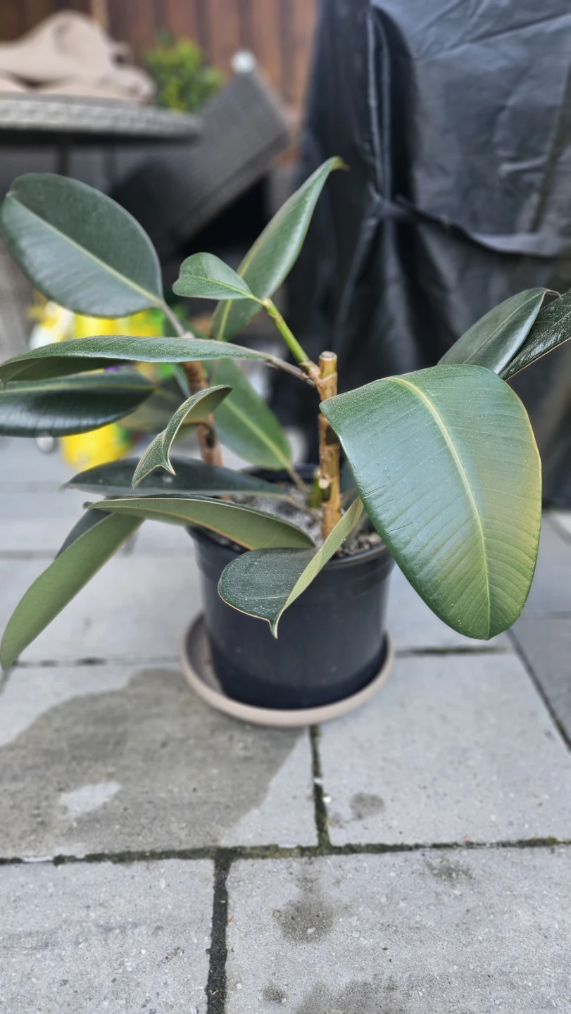 Rubber Plant - photo 2