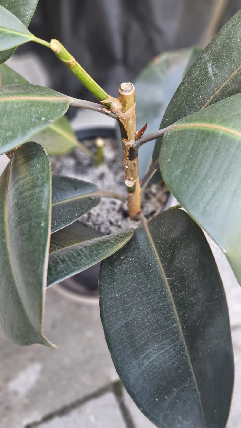 Rubber Plant - photo 3