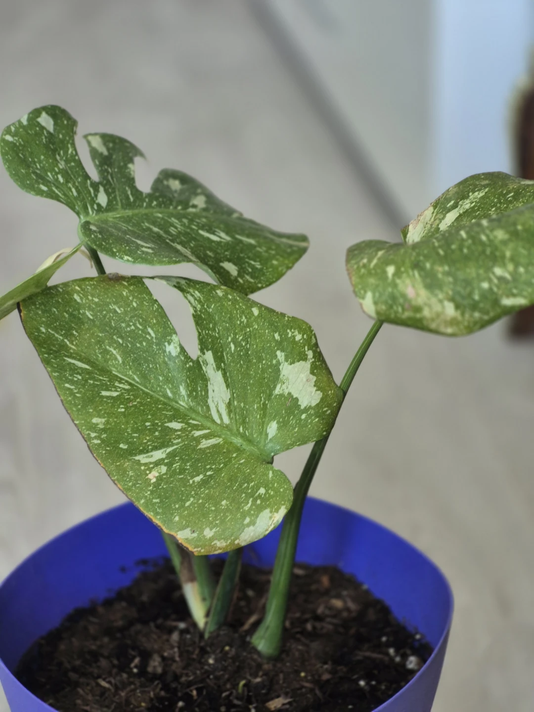 Monstera Thai Constellation Plant