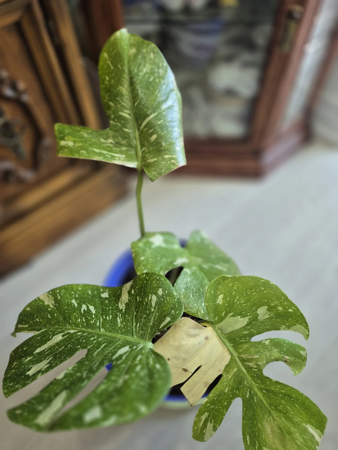 Monstera Thai Constellation Plant - photo 3