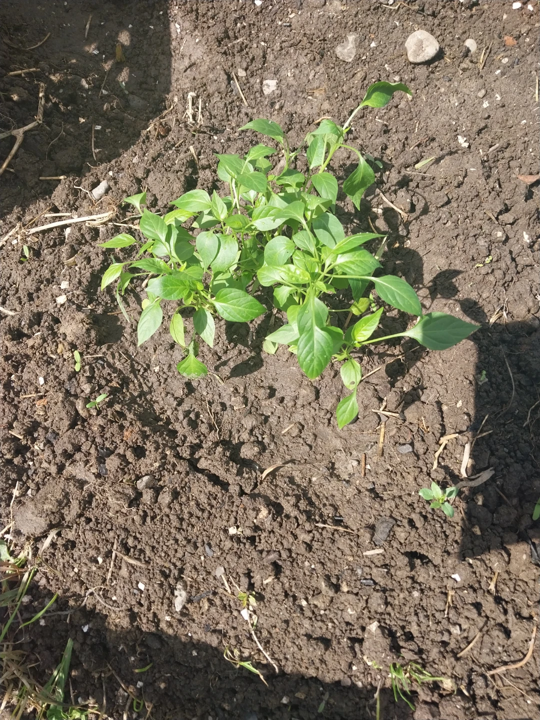 Green Chilli Plant Seedlings in Soil