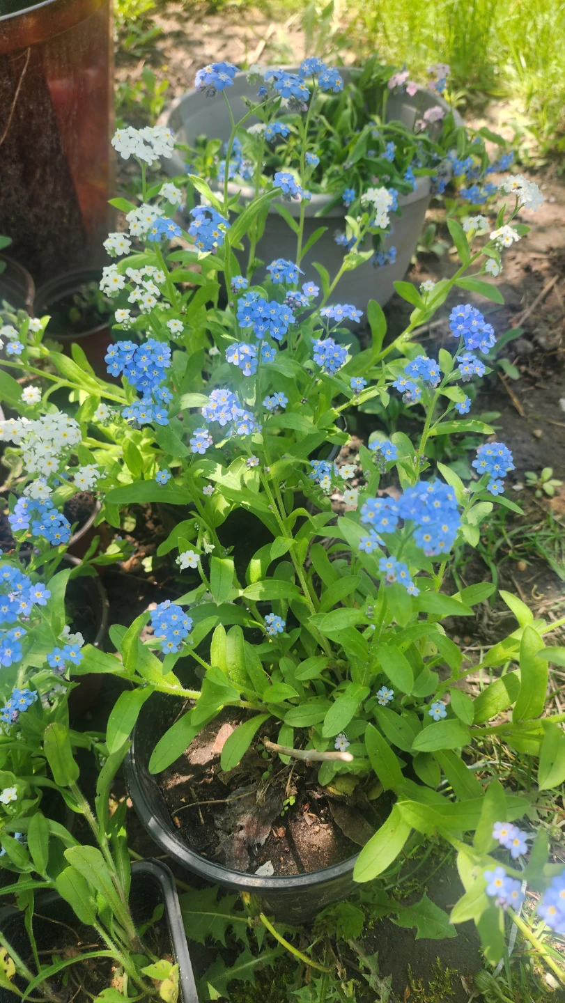 Forget-Me-Not Plants