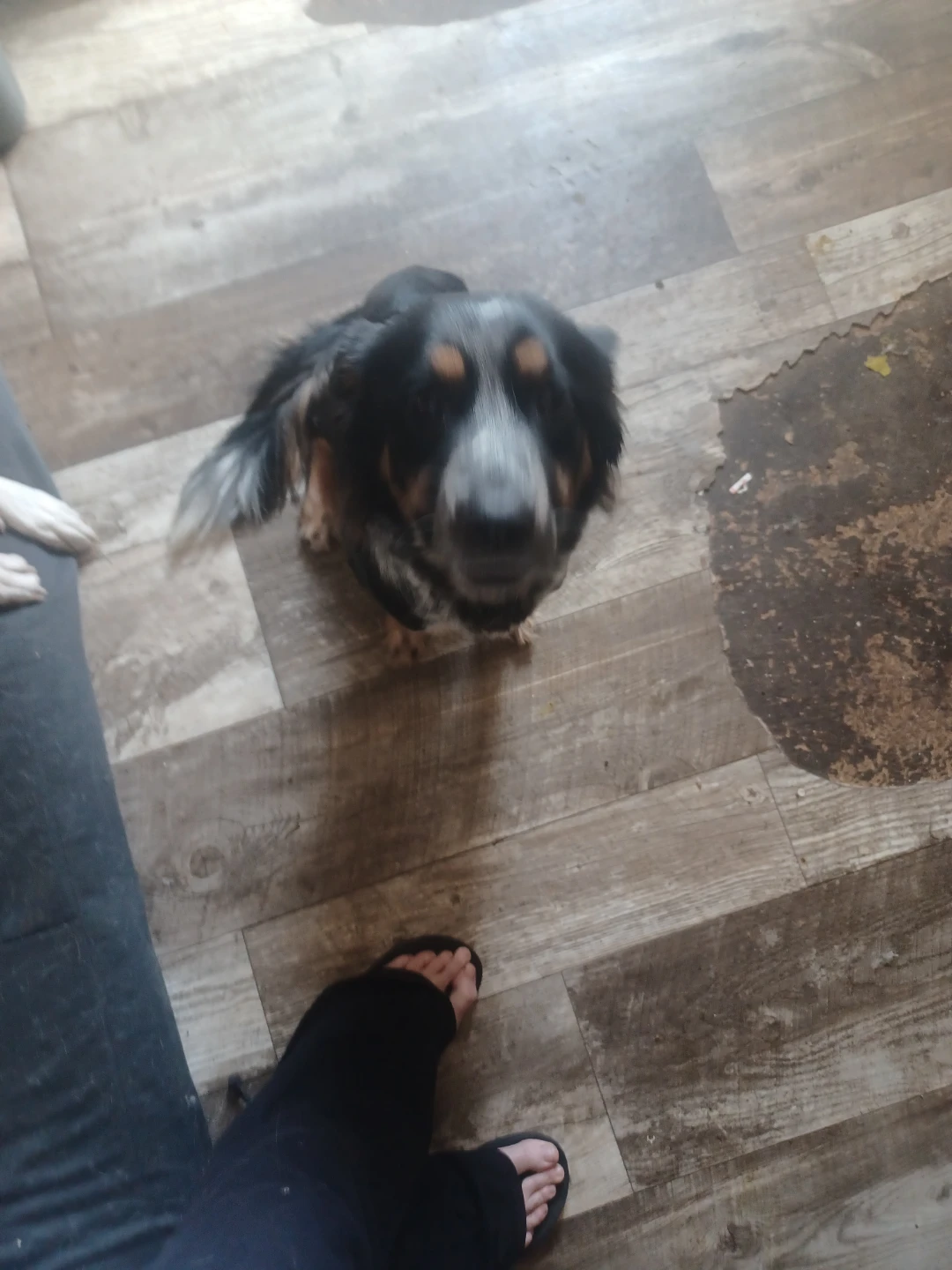 Three dogs looking for a home