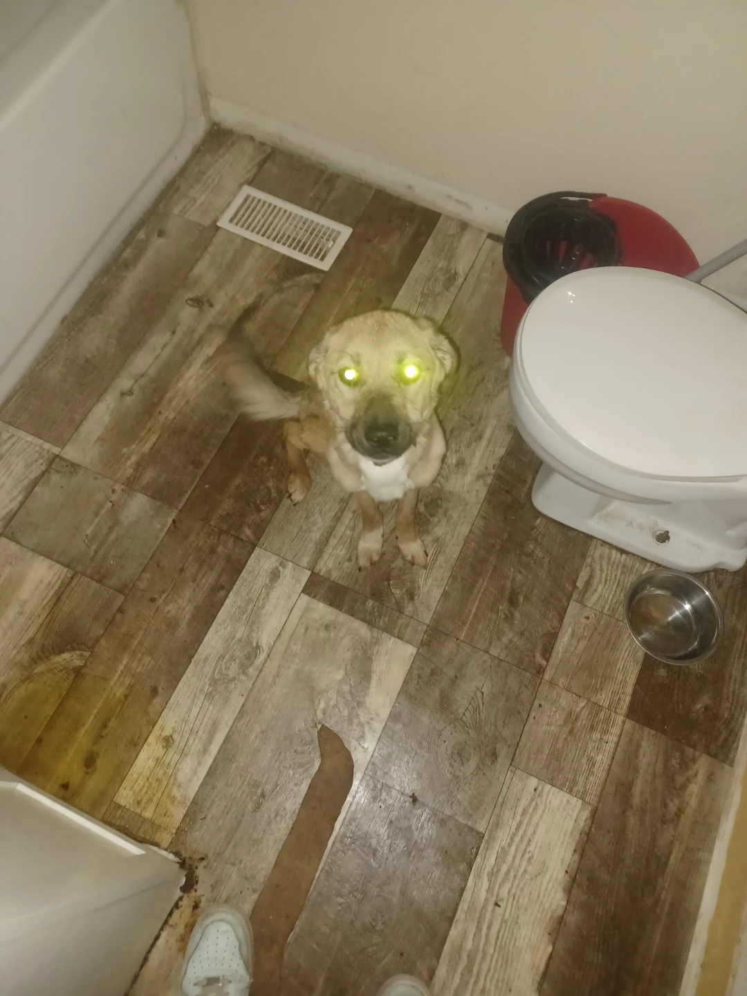 Three dogs looking for a home - photo 3