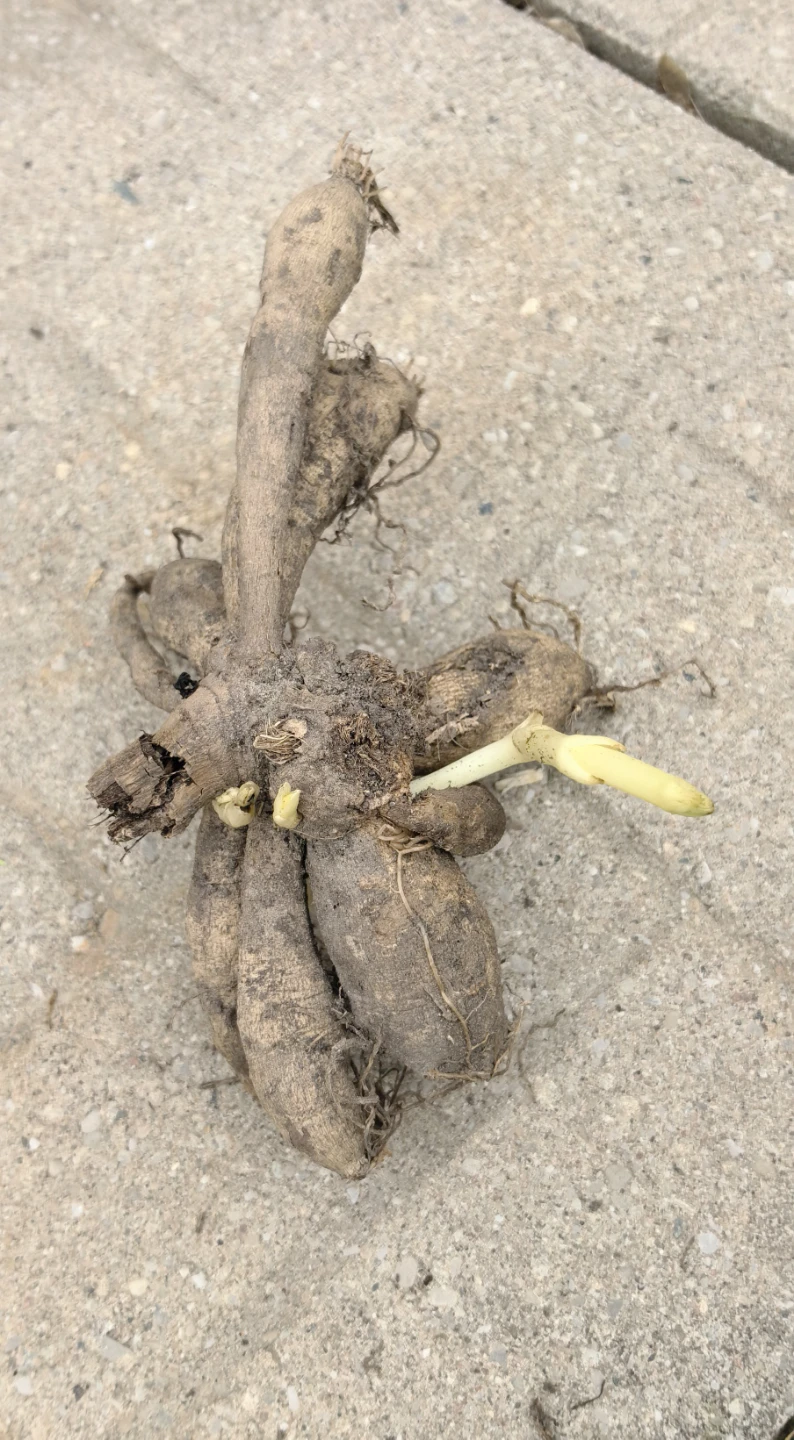 Dahlia roots - photo 2
