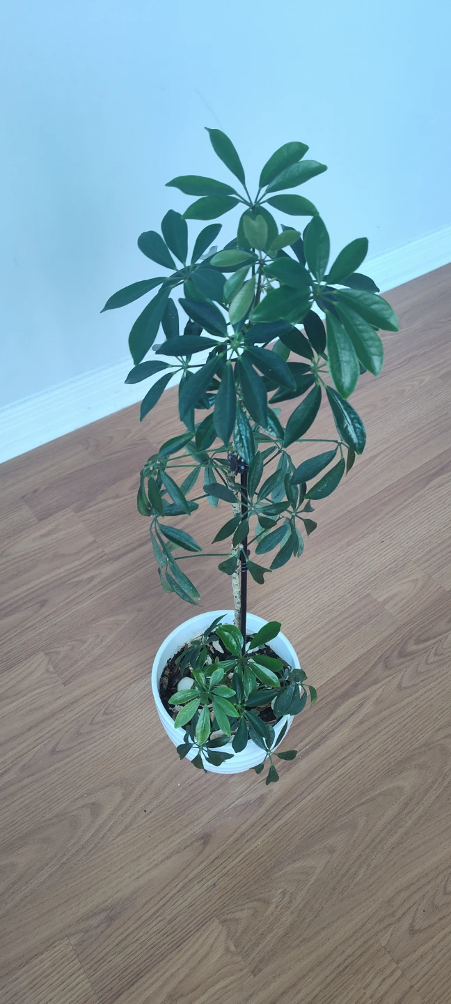 Schefflera Plant (Umbrella Plant) - 65 cm in Height