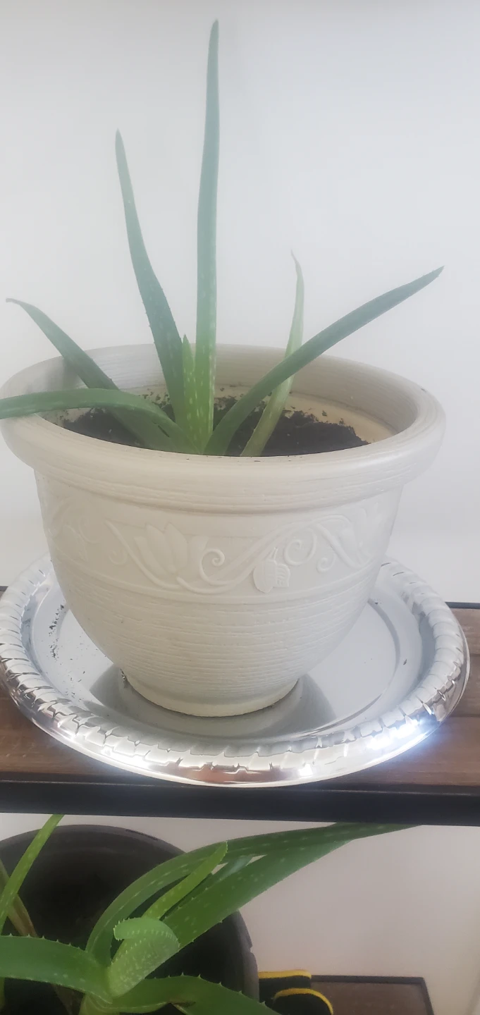 Aloe Vera plant in New pots