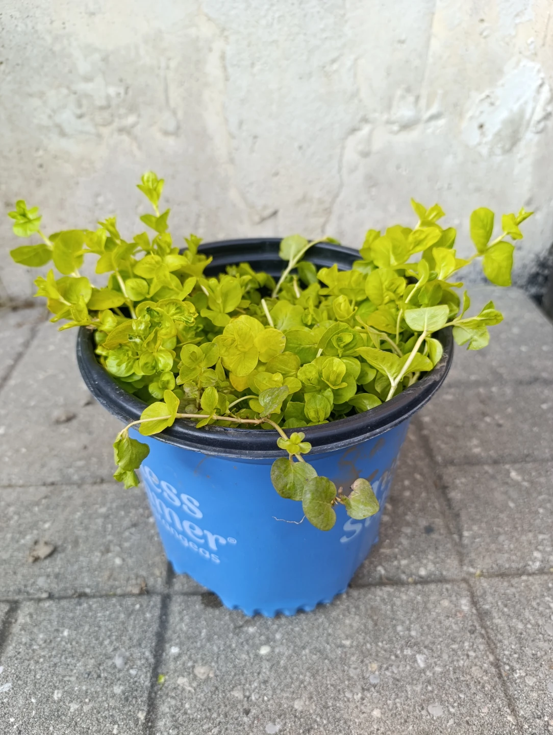 Creeping Jenny Plant