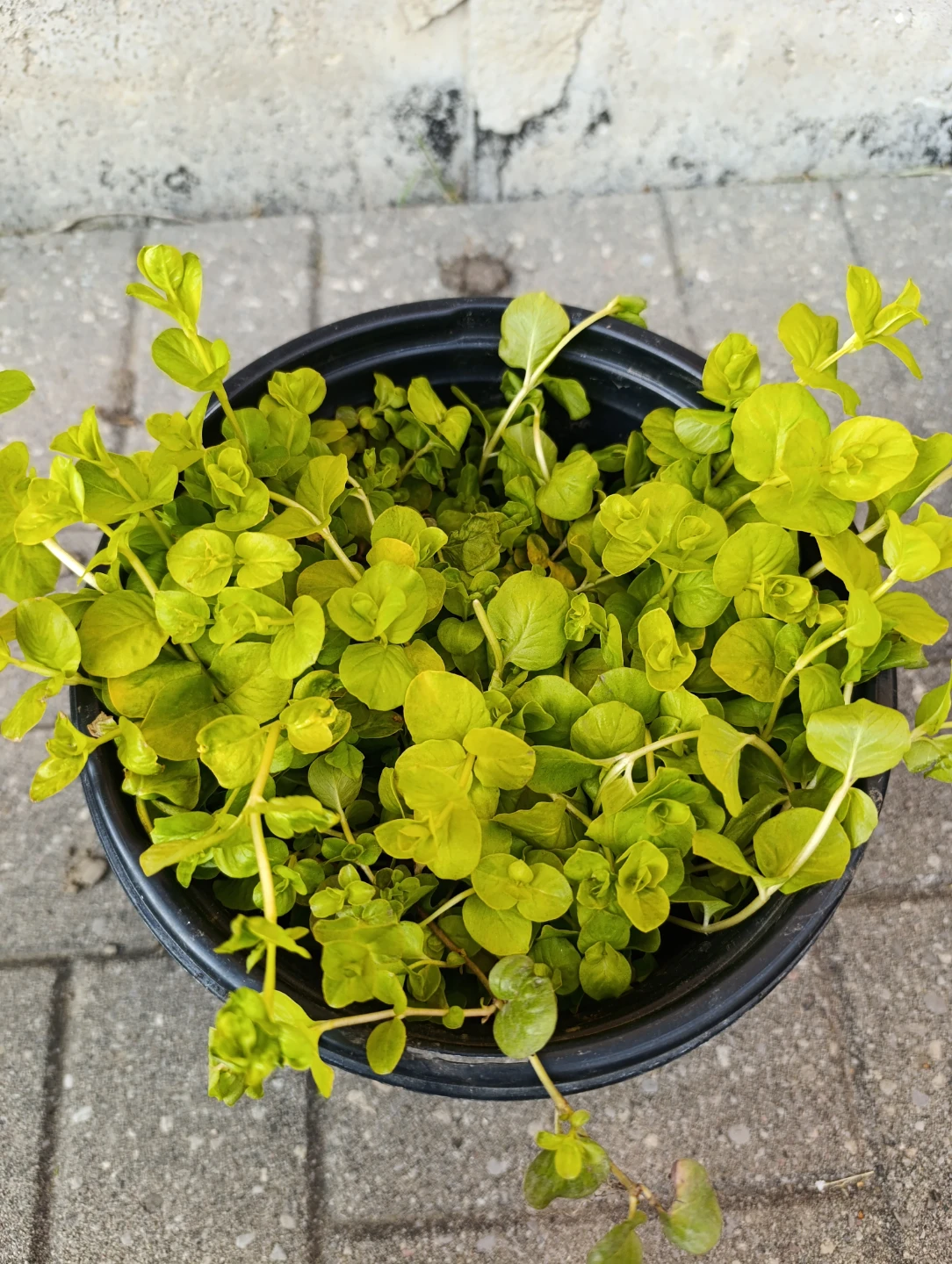 Creeping Jenny Plant - photo 2