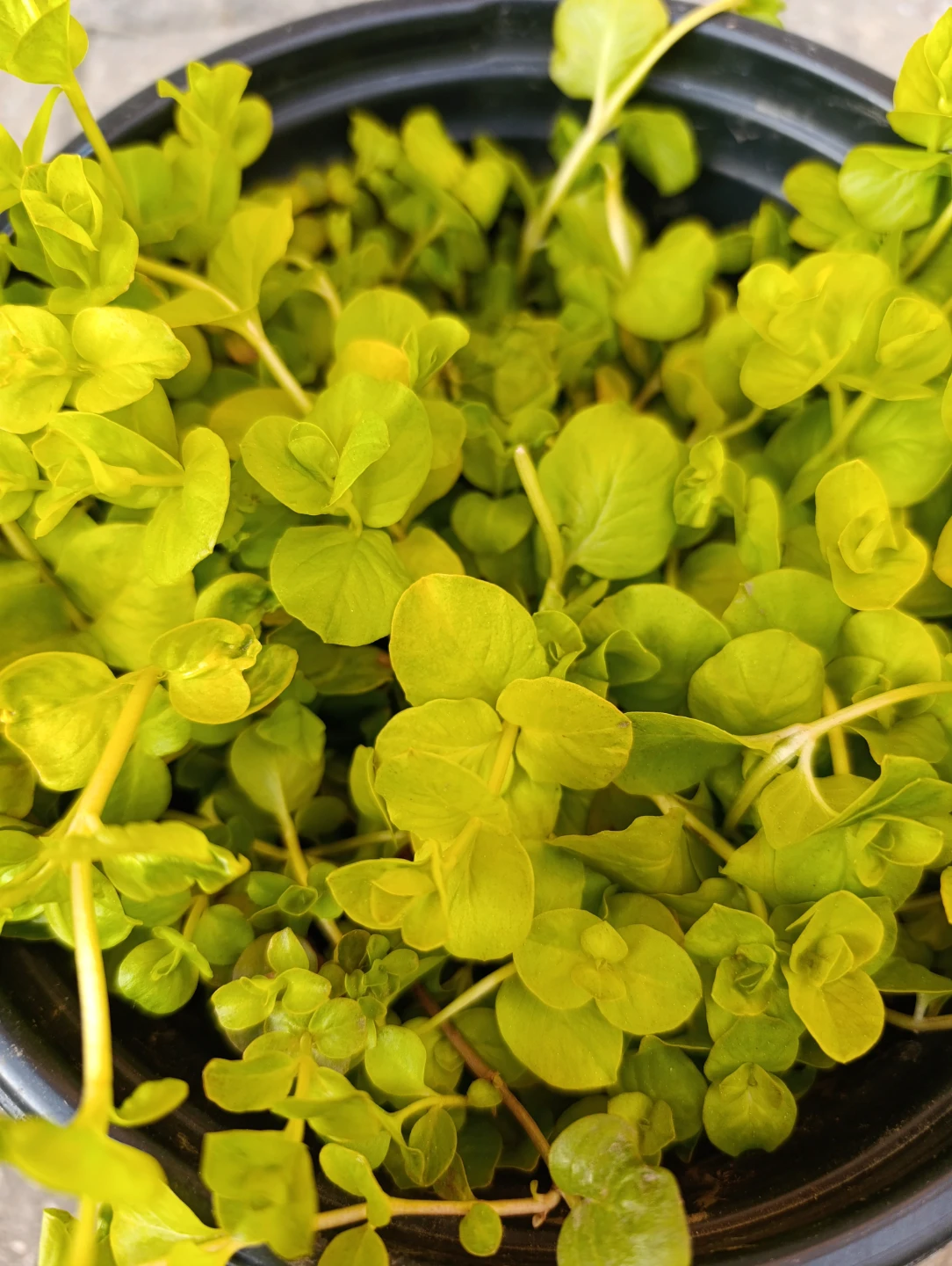 Creeping Jenny Plant - photo 3