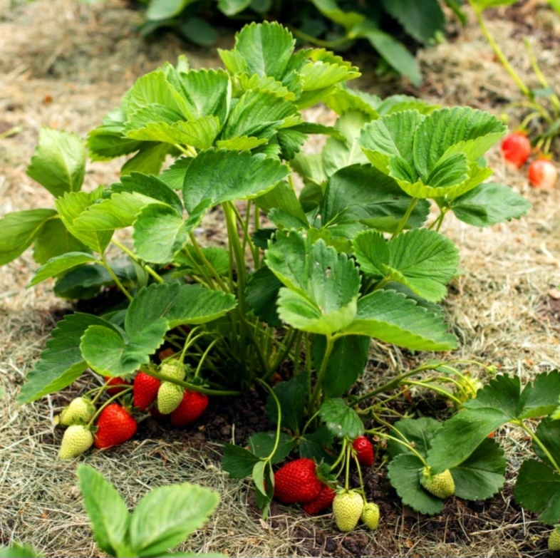 June bearing plants - photo 4