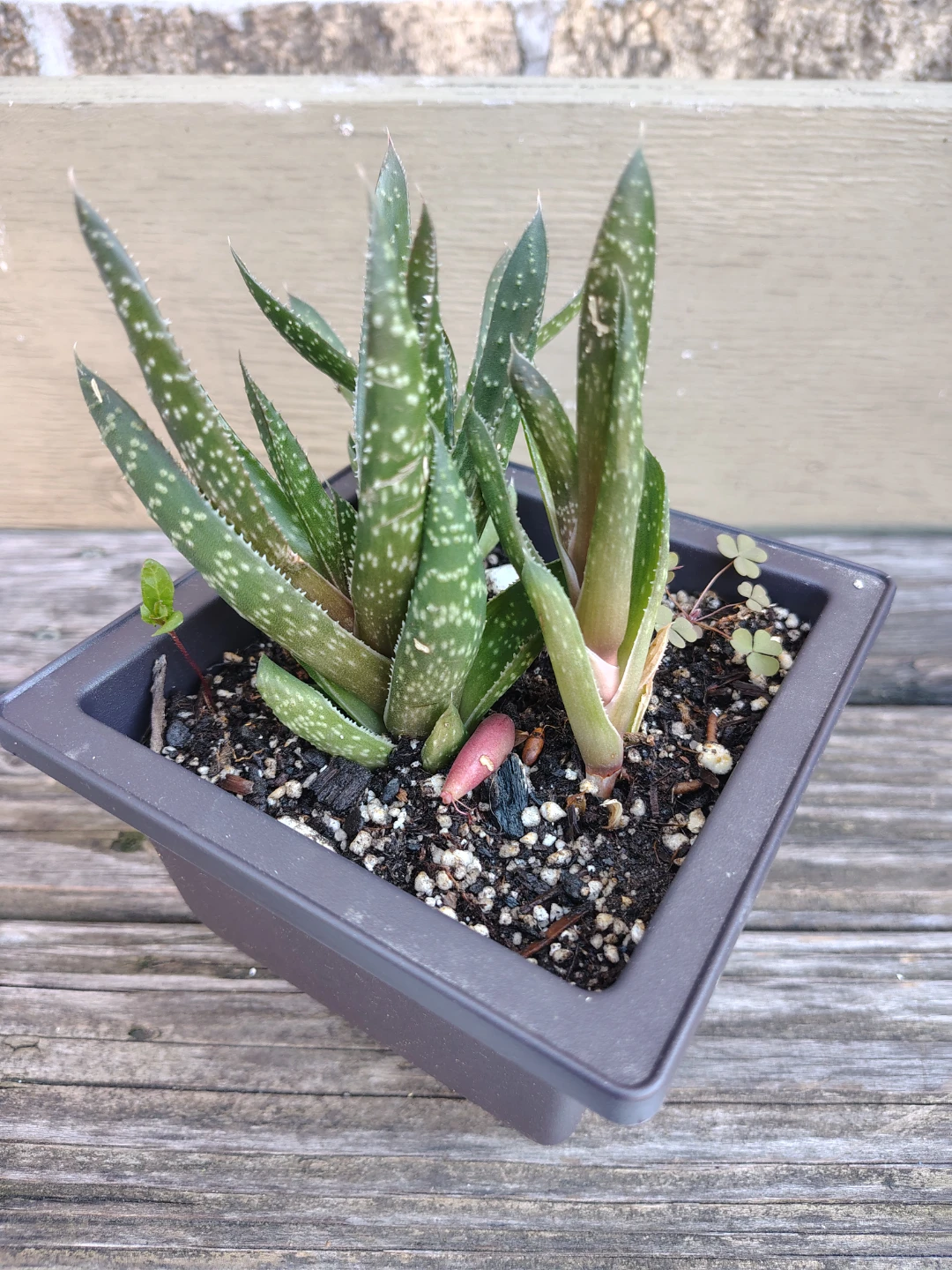 Succulent Plant in Dark Gray Pot
