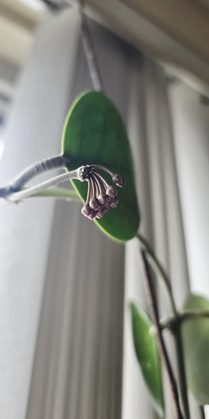 Hoya Kerrii bud cluster
