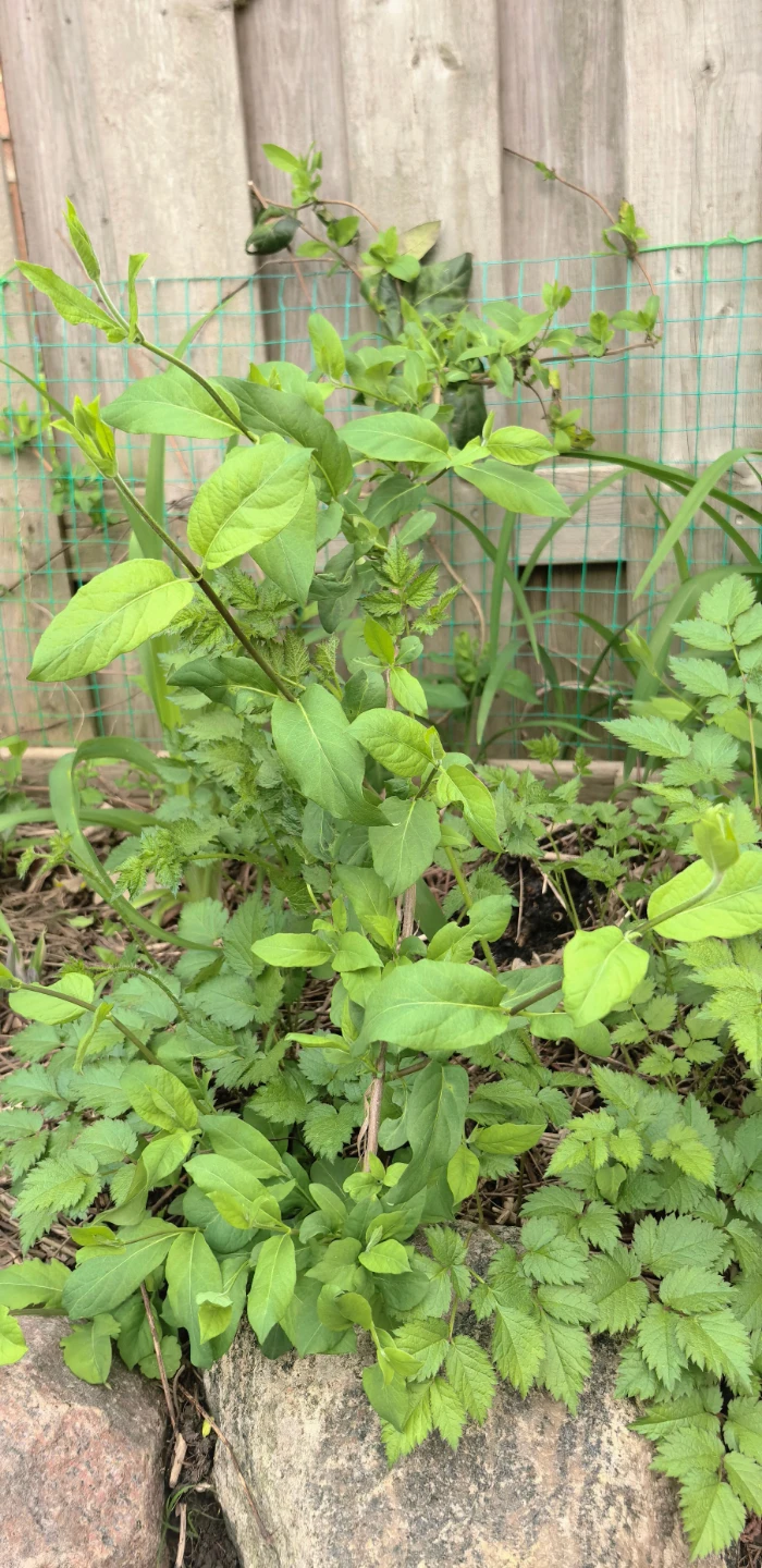 Honeysuckle