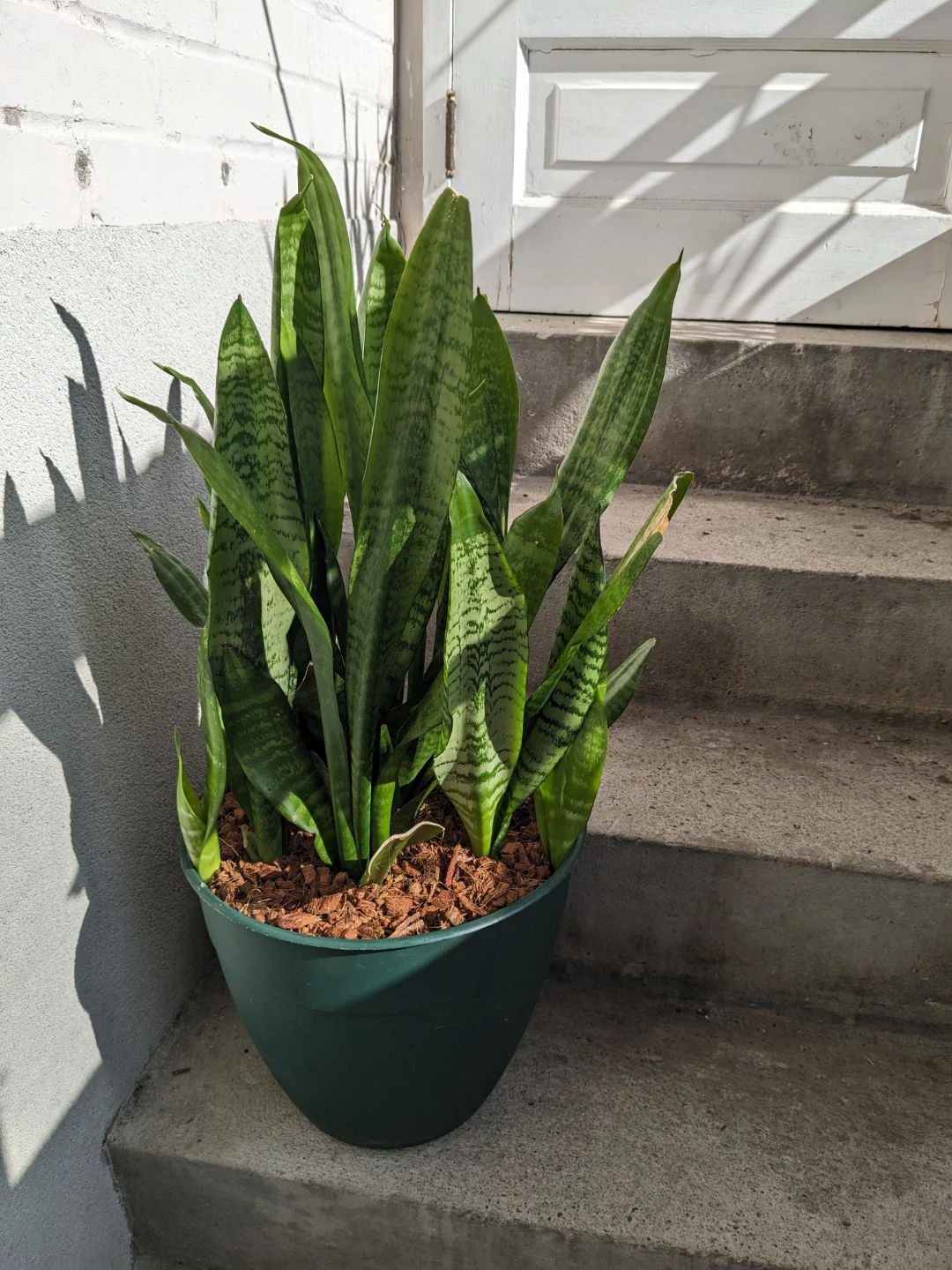 Big healthy snake plant sansevieria in pot - photo 2
