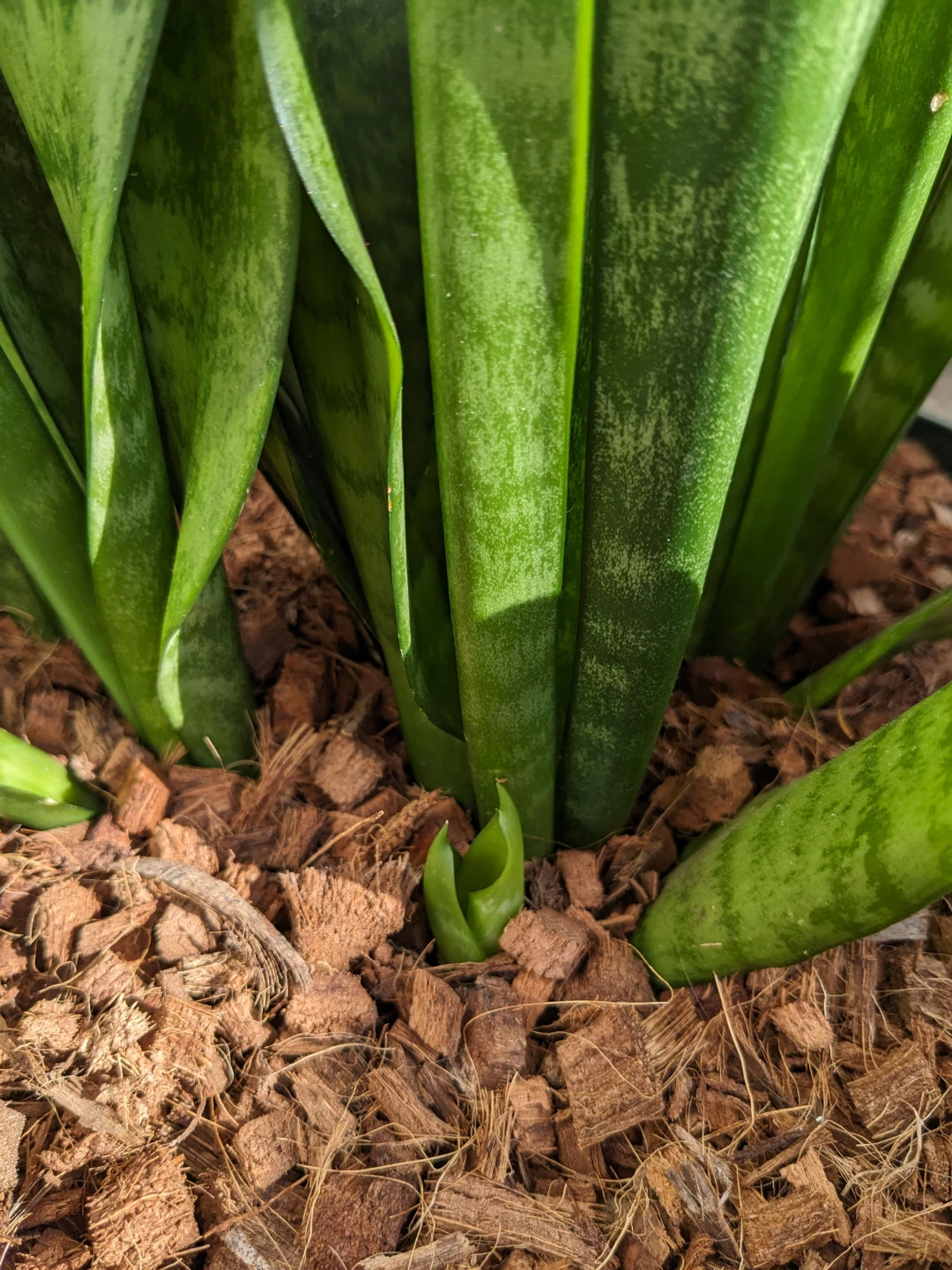 Big healthy snake plant sansevieria in pot - photo 3