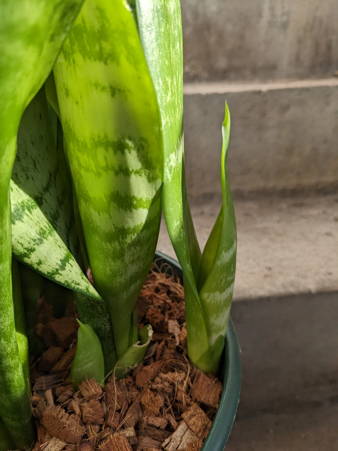 Big healthy snake plant sansevieria in pot - photo 4