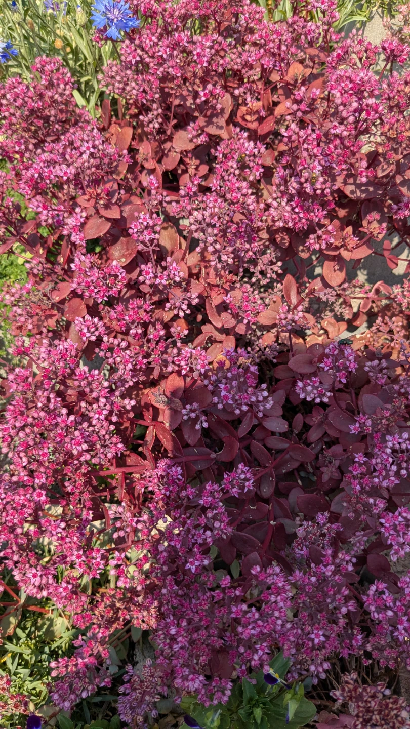 Sedum plant with pink and yellow flowers - photo 2