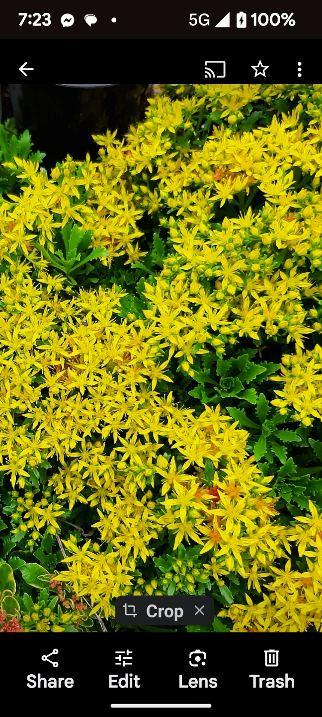 Sedum plant with pink and yellow flowers - photo 4