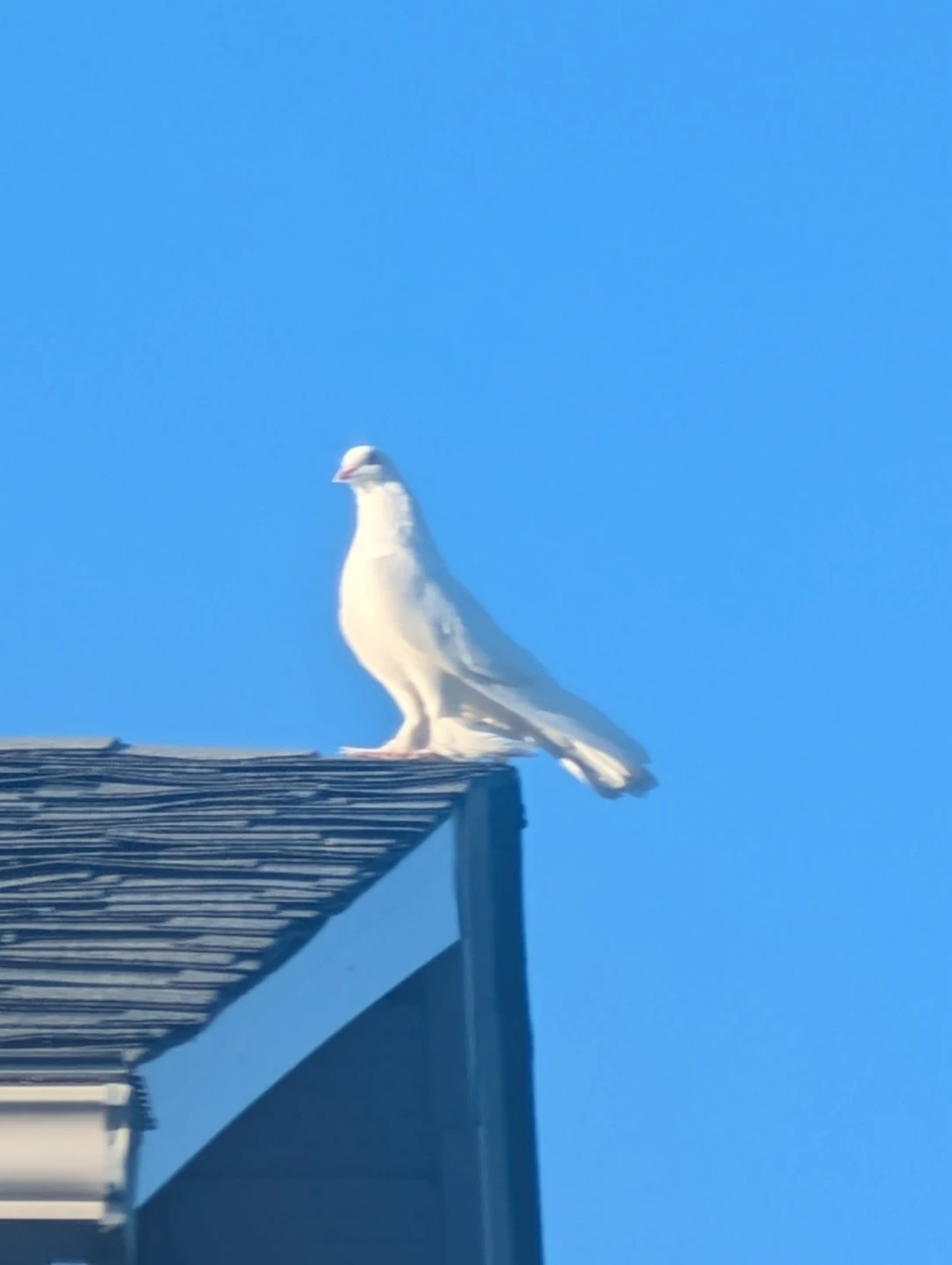 Did you lose a pet dove? - photo 2