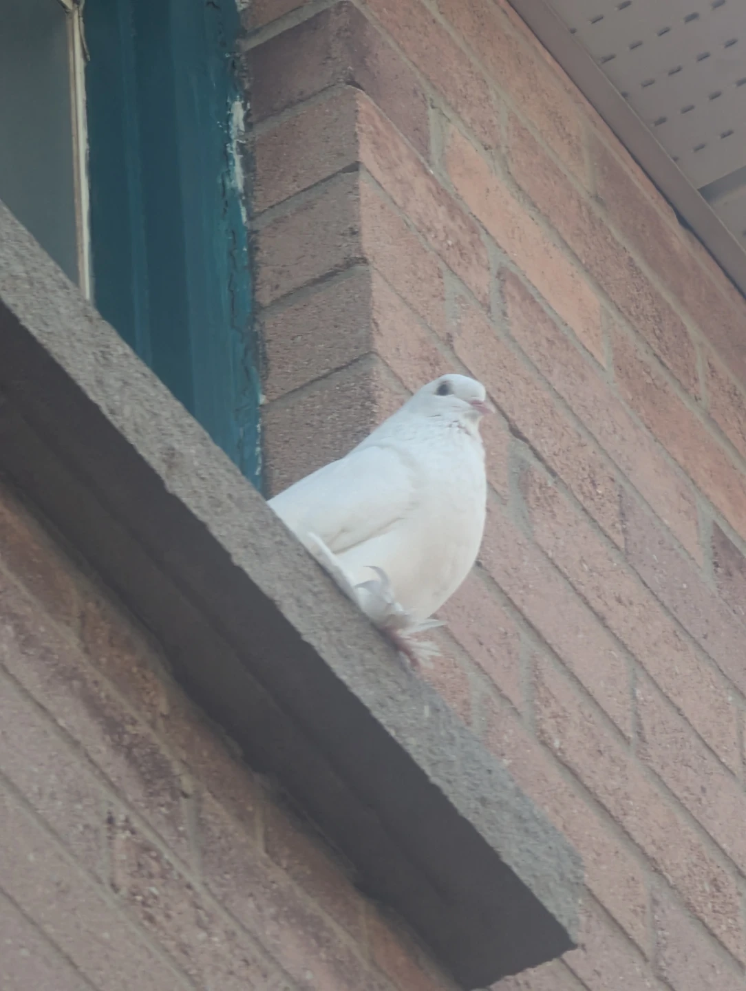 Did you lose a pet dove? - photo 3