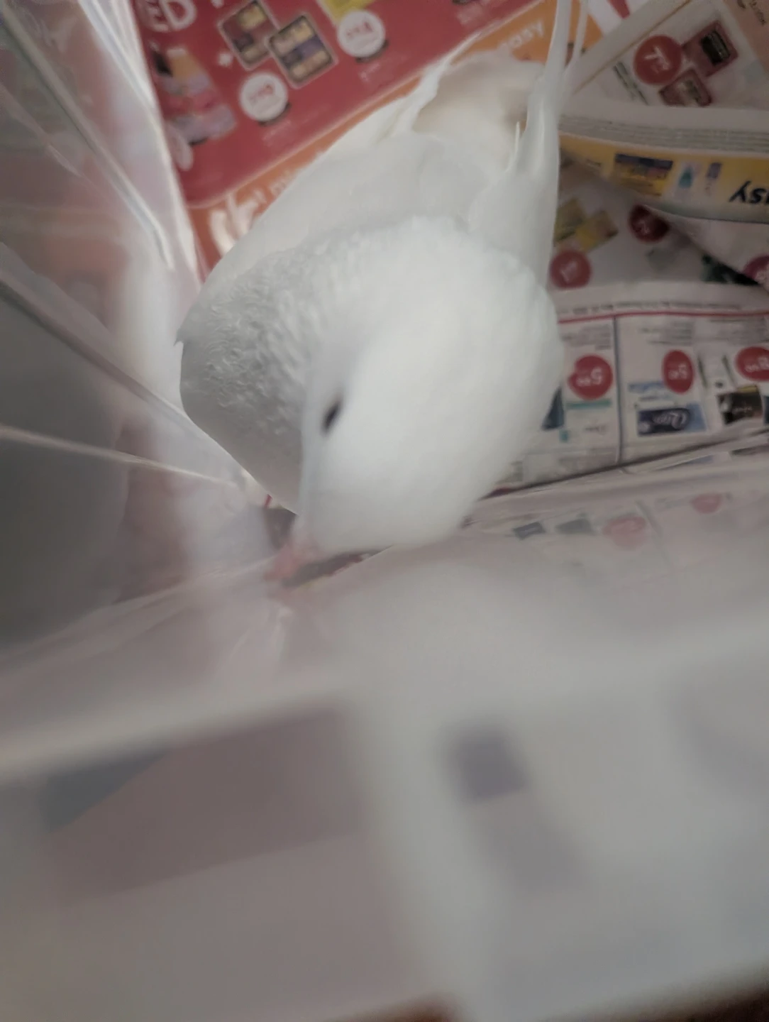 Did you lose a pet dove? - photo 4