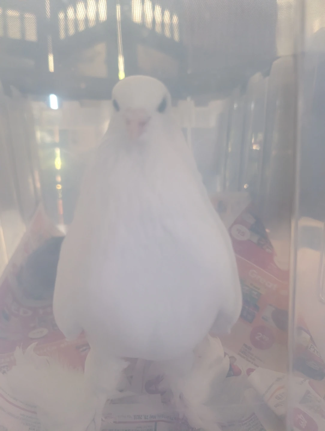 Did you lose a pet dove?