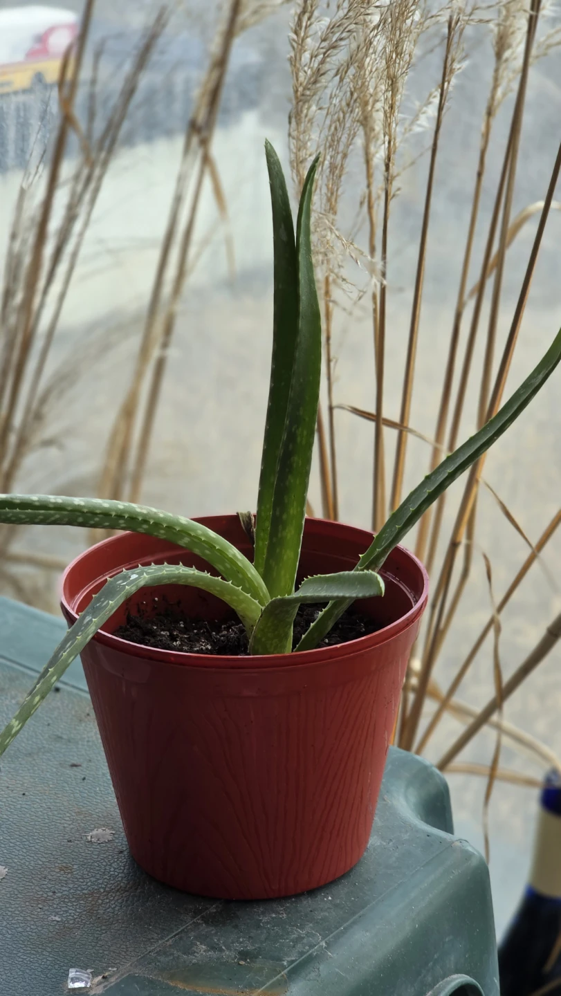 Aloe Vera Plant 4"