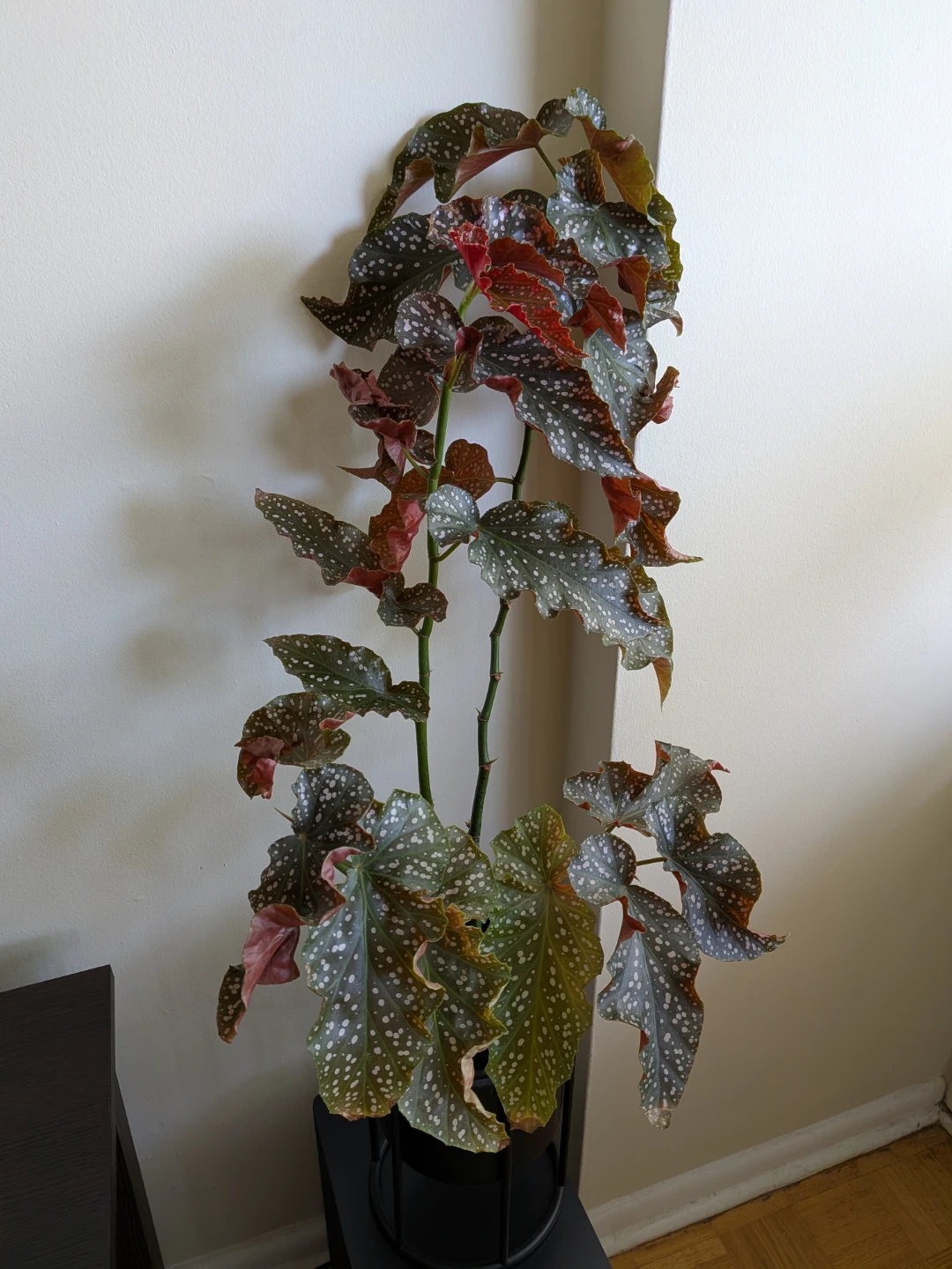 Begonia Maculata 'Wightii' Live Plant - photo 2