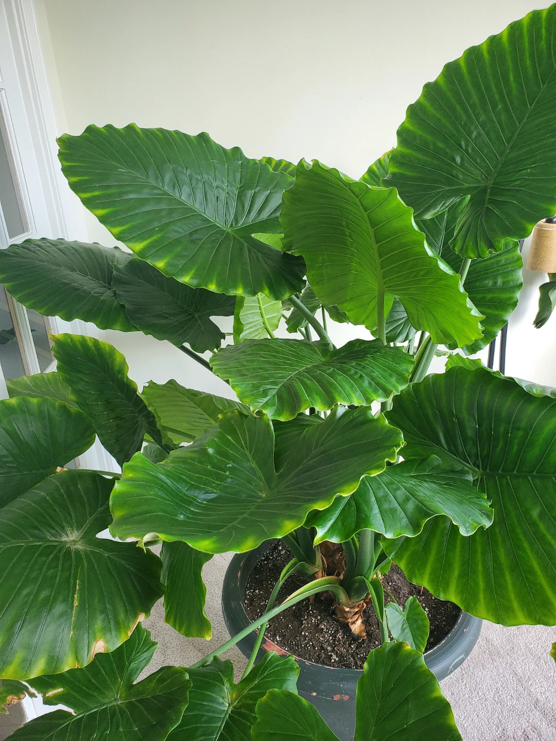 Huge 5.5ft Tall Elephant Ear Plant - photo 2
